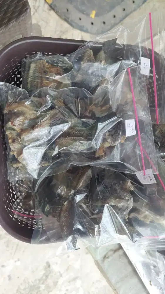 Iwak karing papuyu, iwak asin pepuyu, jamur 2 hari