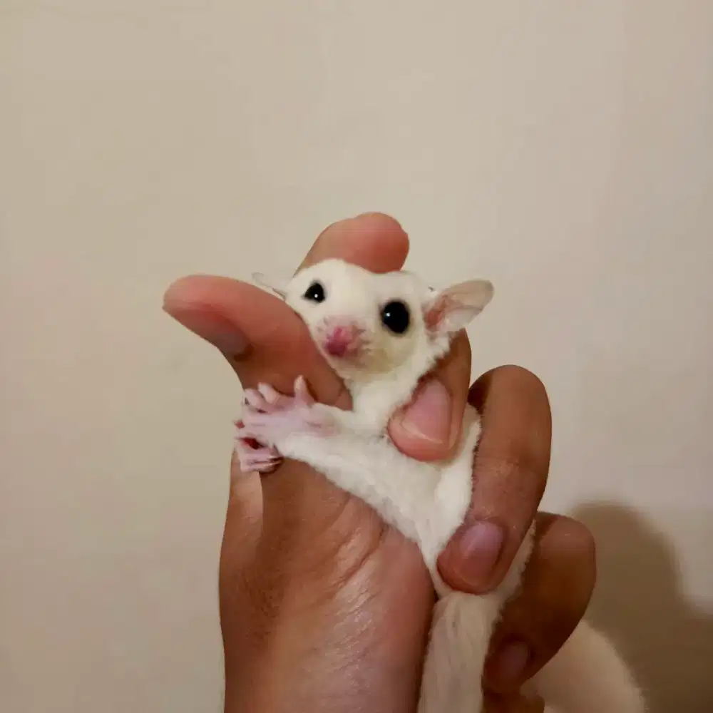 Sugar Glider Joey Leucistic Jinak Total