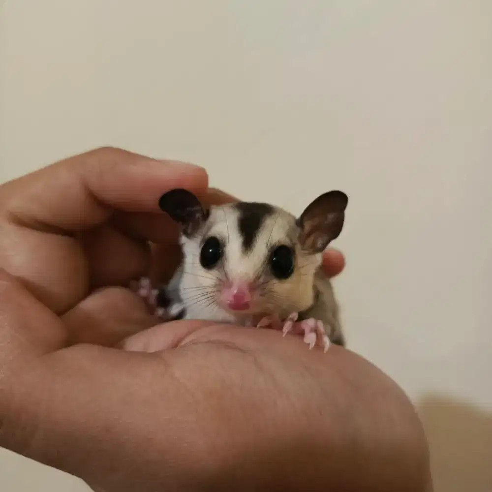 Sugar Glider Joey White Face het Leucistic Jinak Total