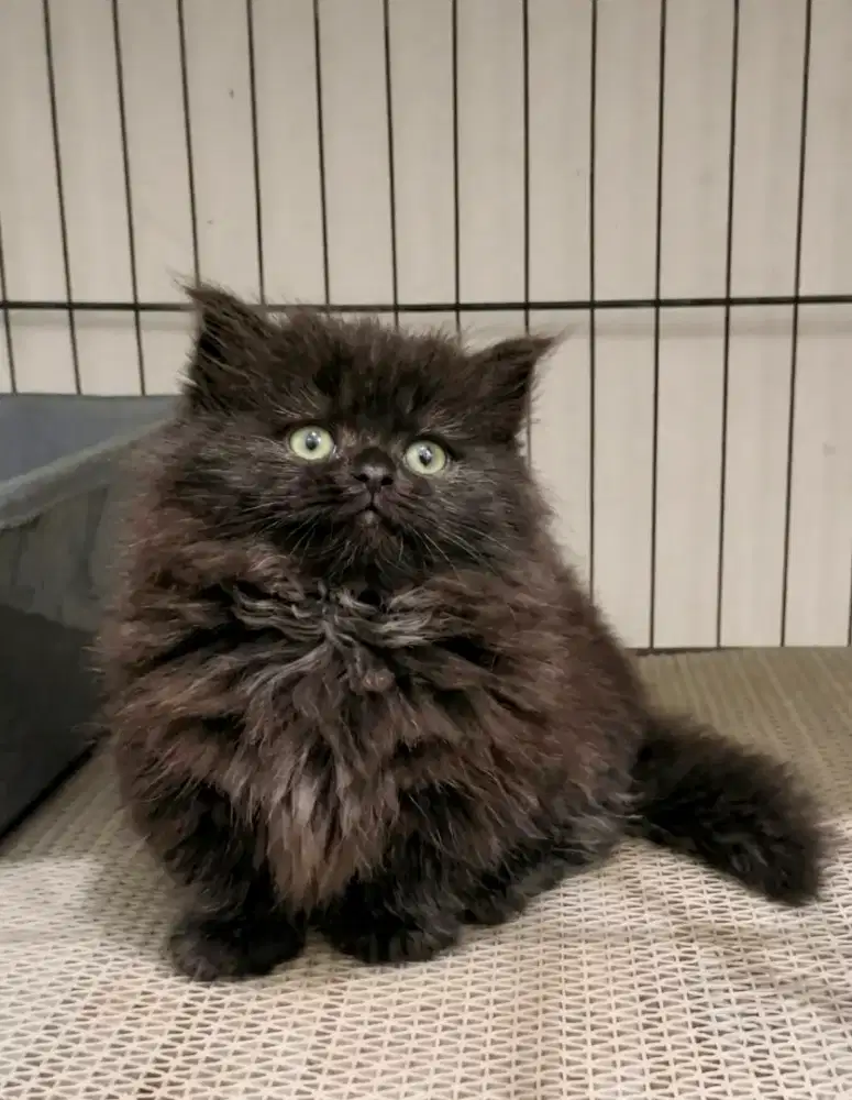 Munchkin Betina black smoke