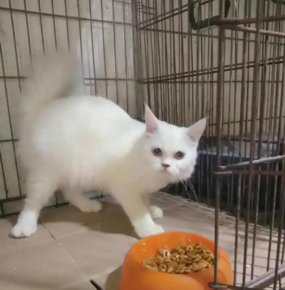Kucing Persia Murah Banget