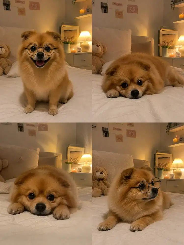 JUAL ANJING POM