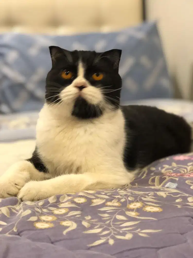 Scottish fold jantan