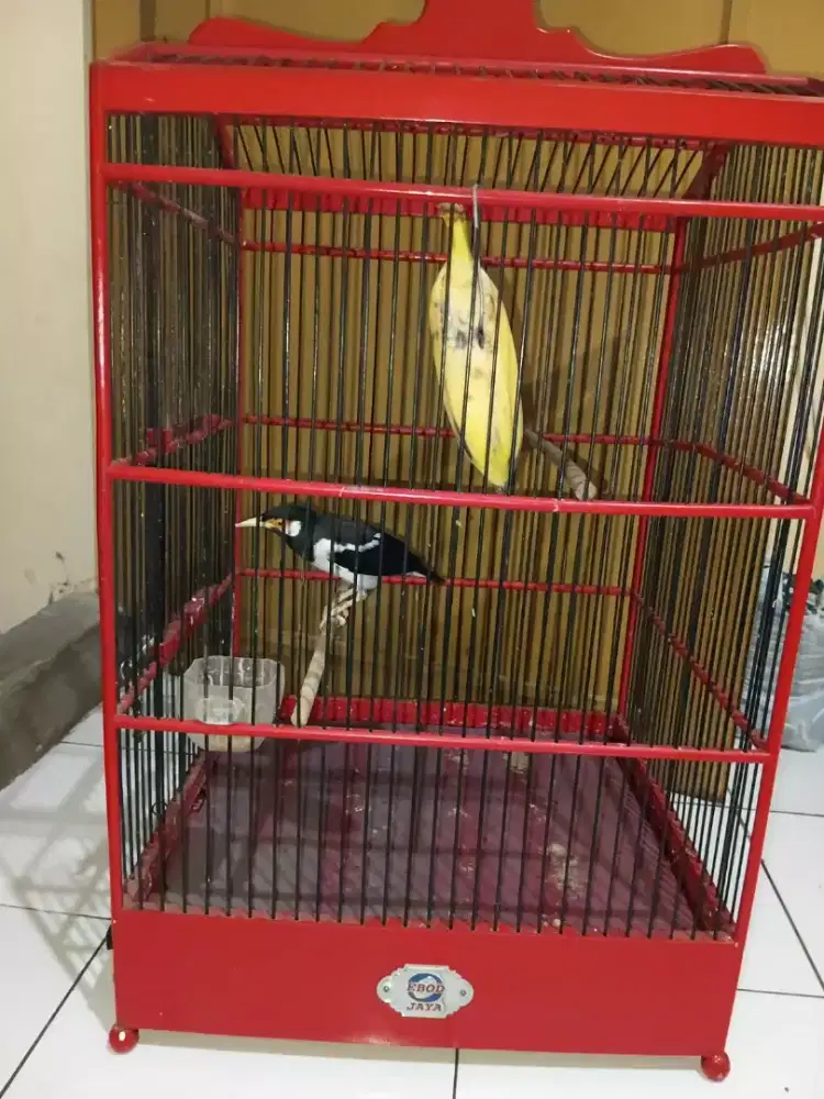 Jalak suren kandang EBOD masih kokoh.