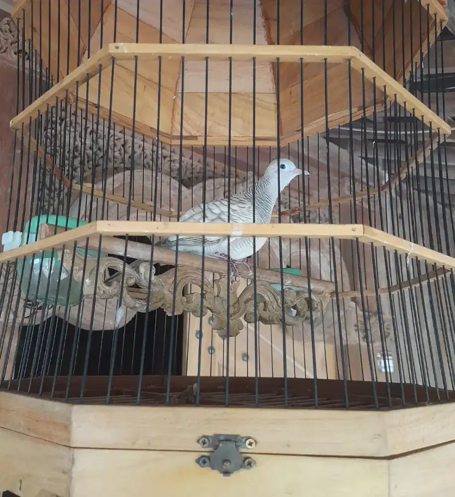 Perkutut silver dewasa rajin manggung