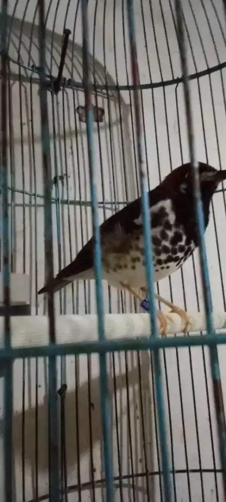 Anis kembang ring malang ngeriwik kasar