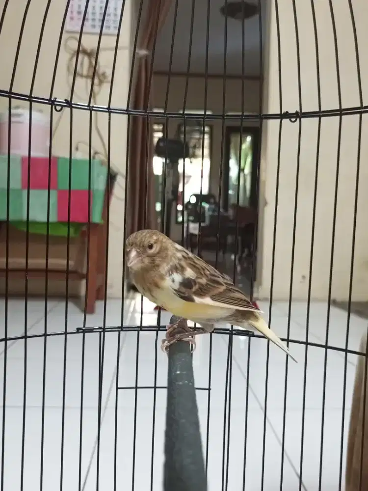 Di juaL kenari paud jantan