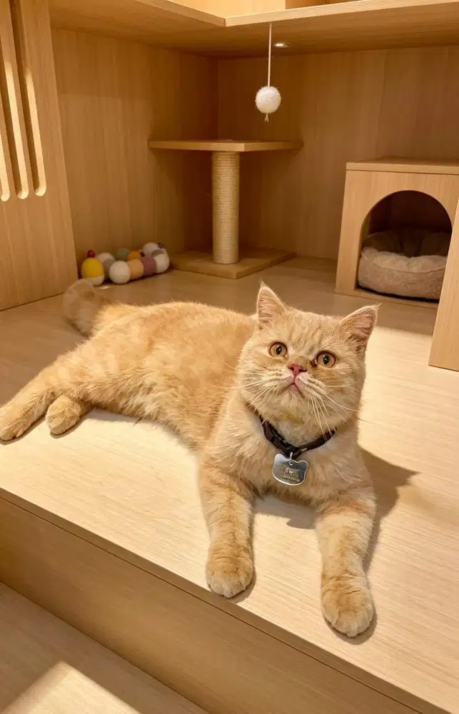 Kucing BSH British Short Hair