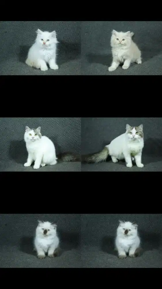 kucing kitten anakan anggora persia nowergian himalaya ragdoll