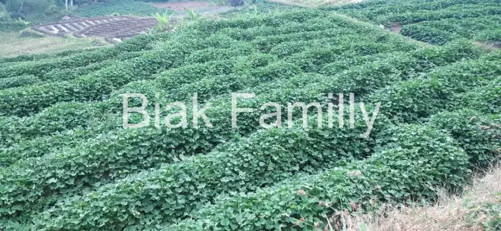 Jual Cepat sawah tanah pribadi kab. kuningan