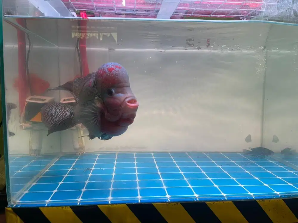 Ikan louhan dewasa