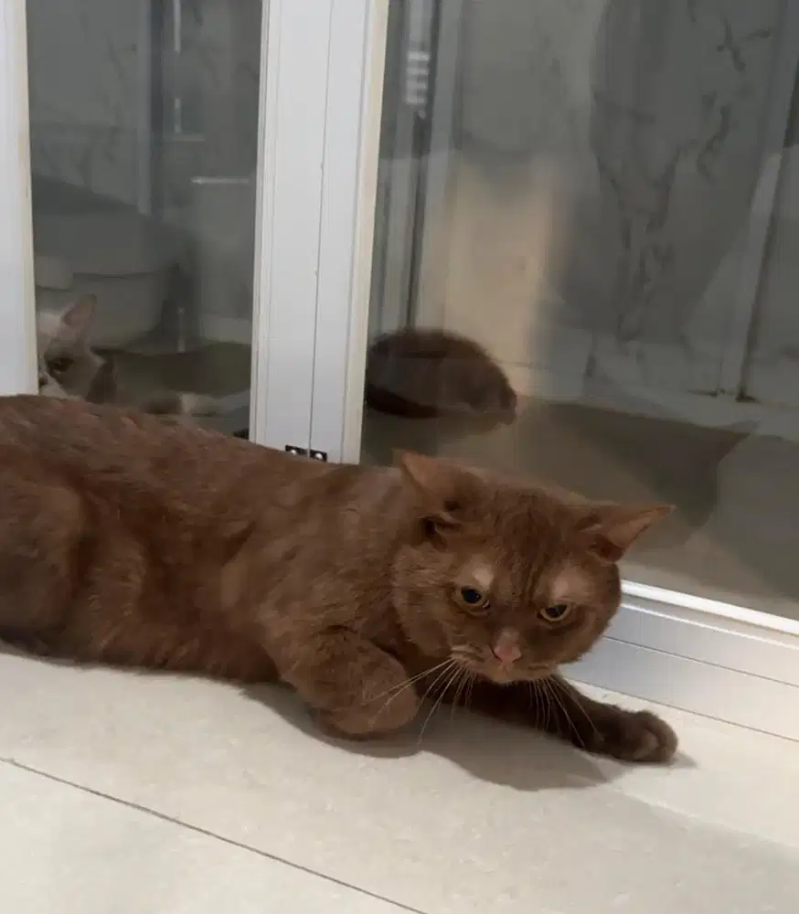 Kucing BSH Cinnamon