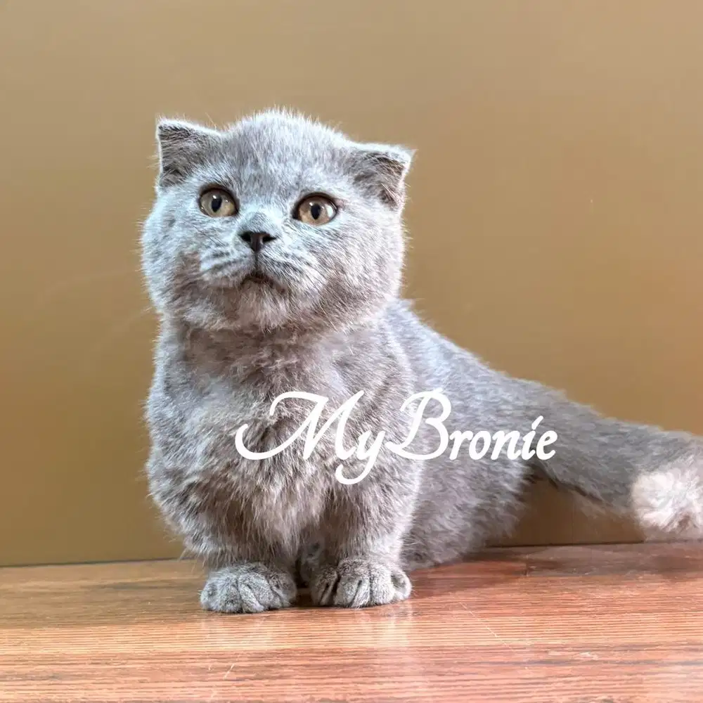 Kucing munchkin gaelic scottish