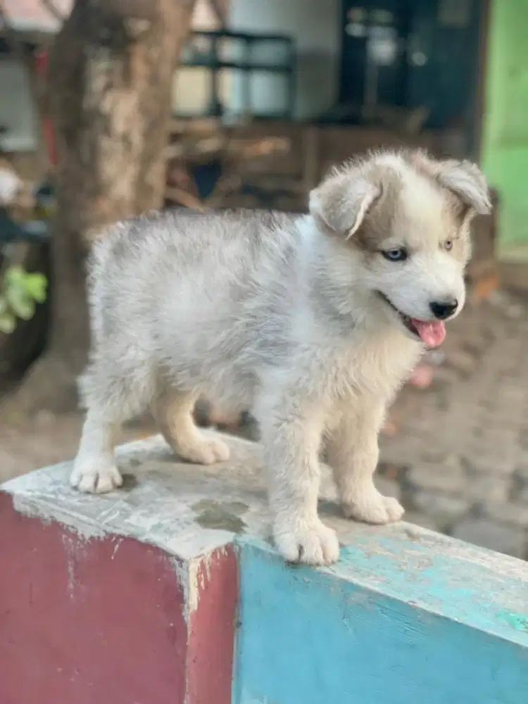 Alaskan malamute mix samoyed