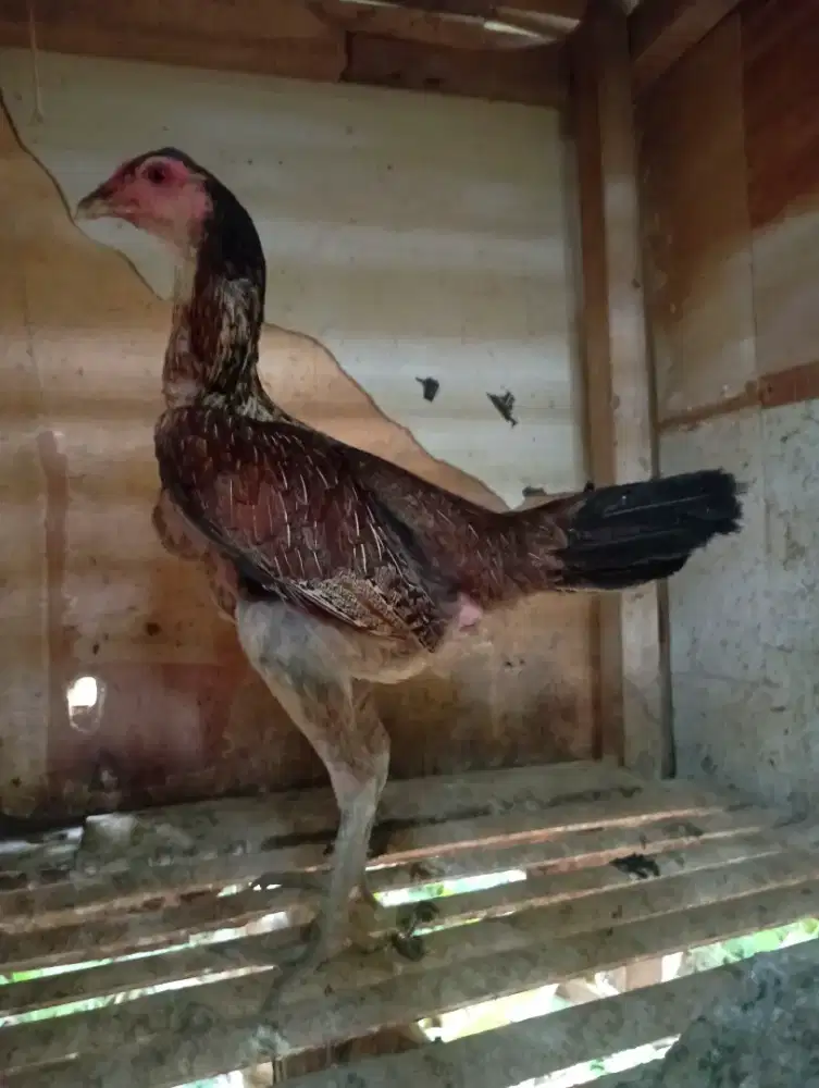 Ayam bangkok biang lg nelor