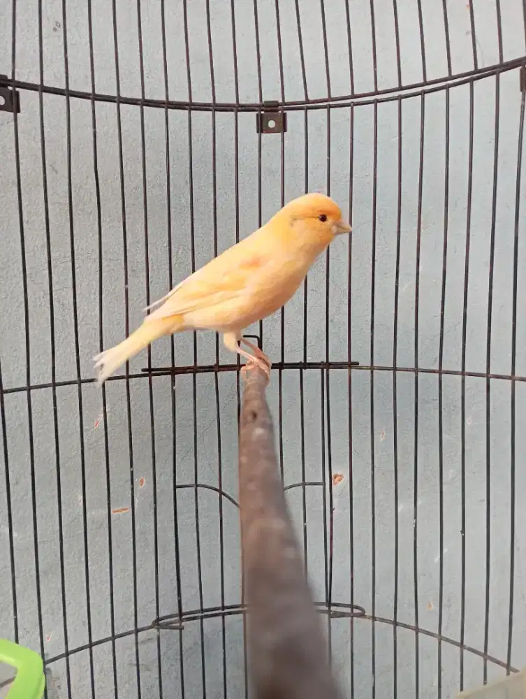 Burung kenari AF Gacor Volume kenceng