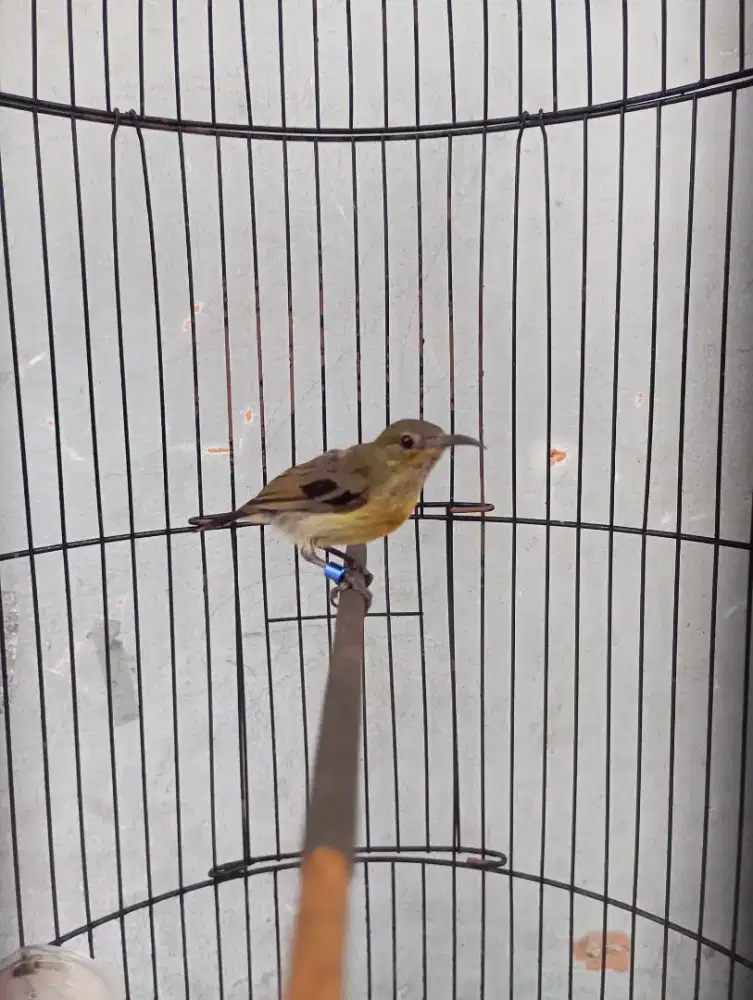 Burung ko nin trotol Gacor masteran murai