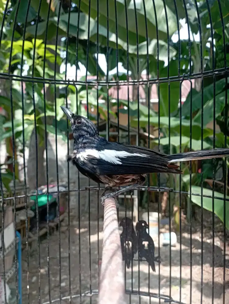 Burung kacer dada putih jantan pur total
