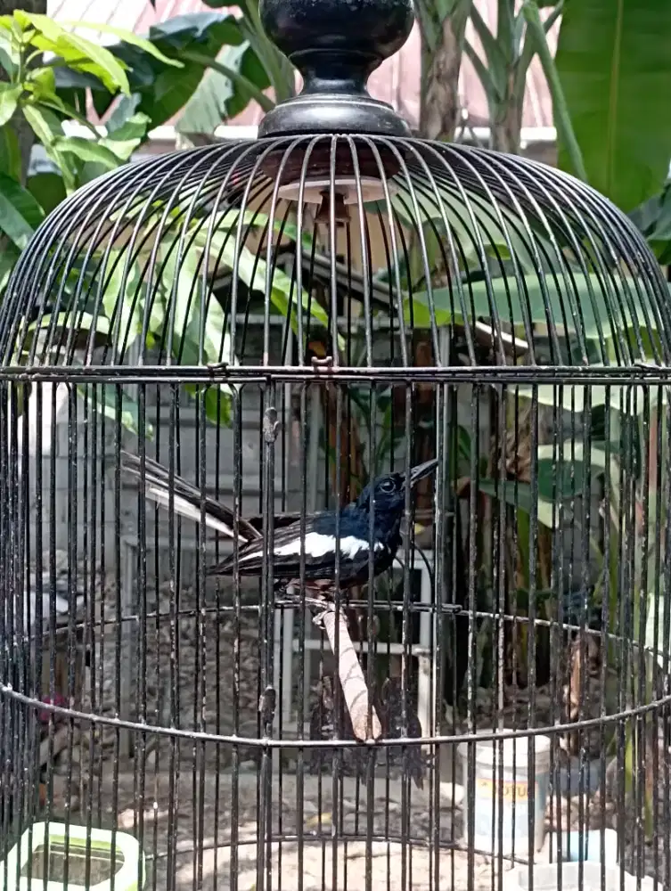 Burung kacer dada putih jantan pur total
