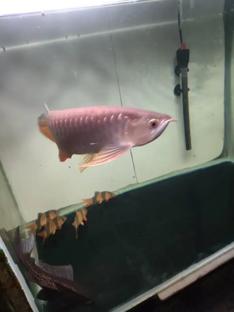 Ikan  arwana golden red 31cm an