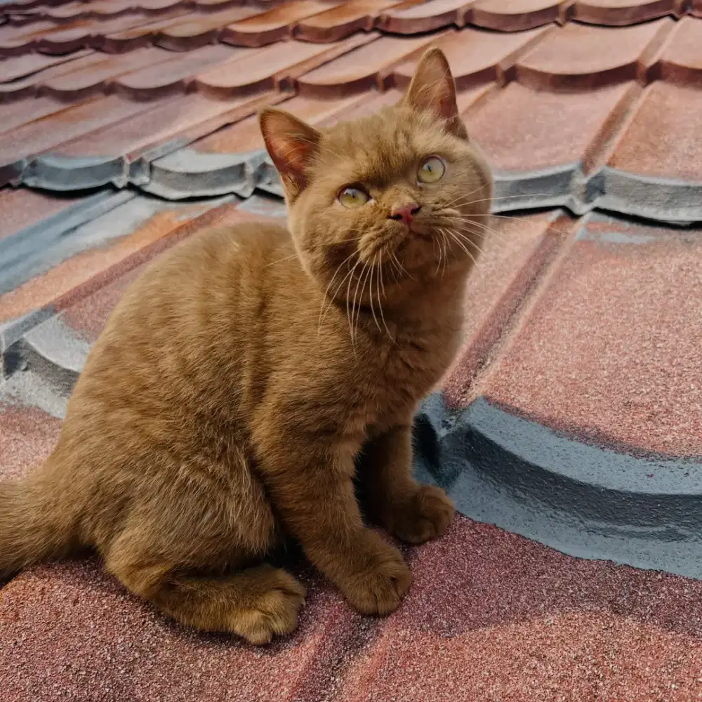 BSH cinnamon solid (jantan)