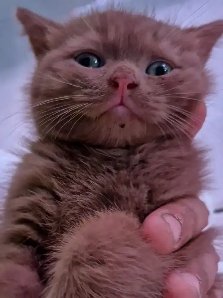 Kitten BSH Cinnamon Jantan