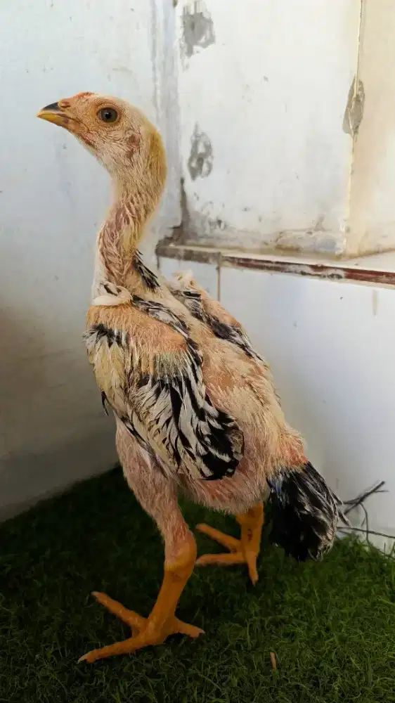 anakan ayam Bangkok