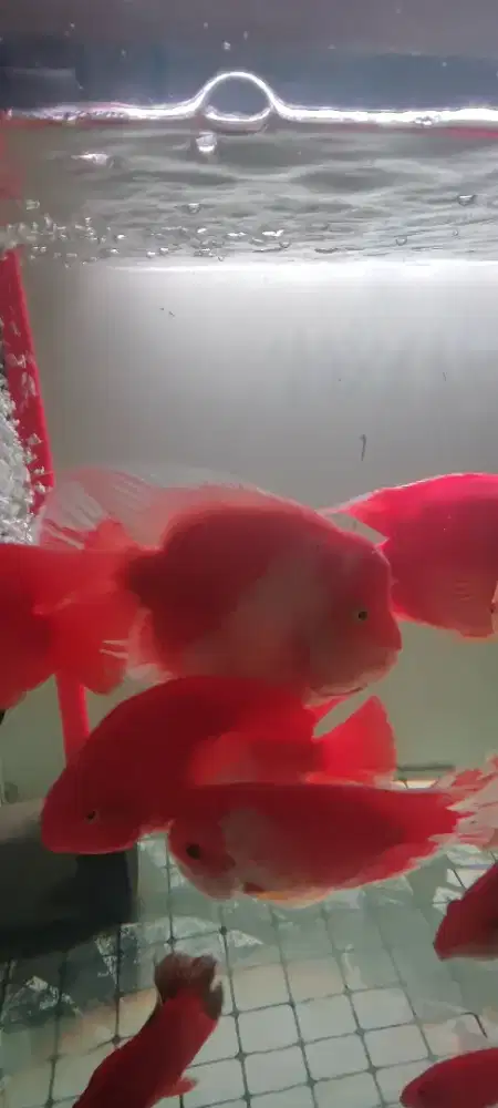 Ikan Parrot santa