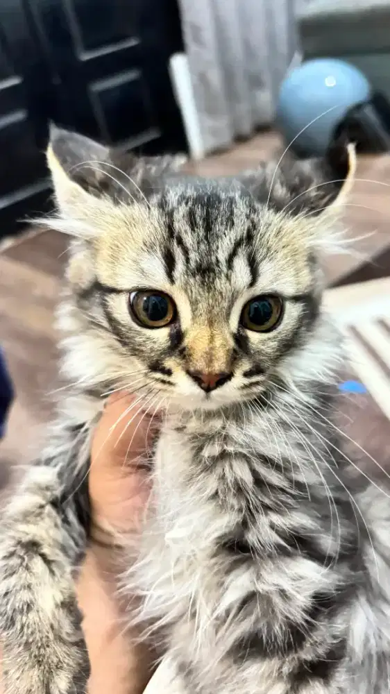 Jual Kucing Persia Warna Abu