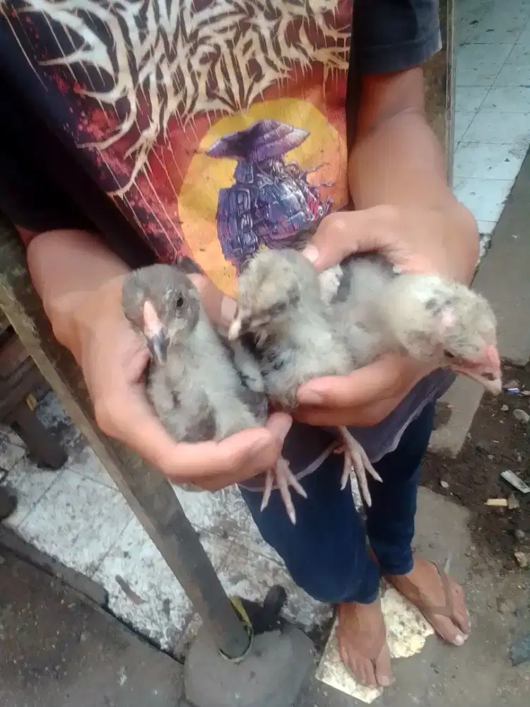 Anak ayam Bangkok trah bagus