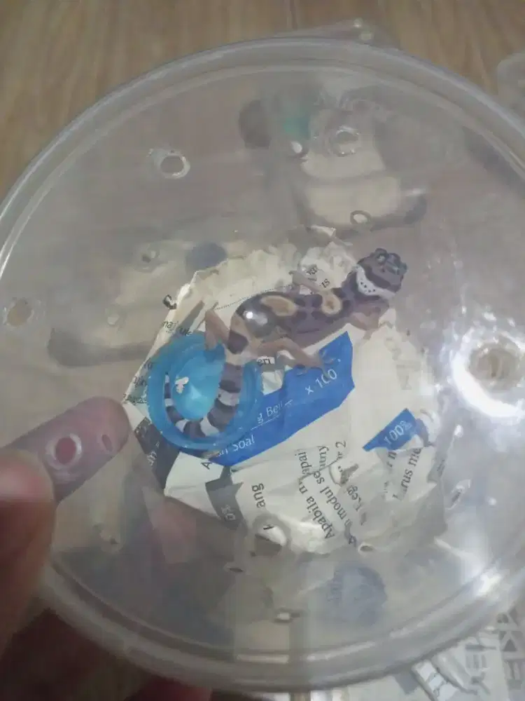 Leopard gecko murah ada 8 ekor