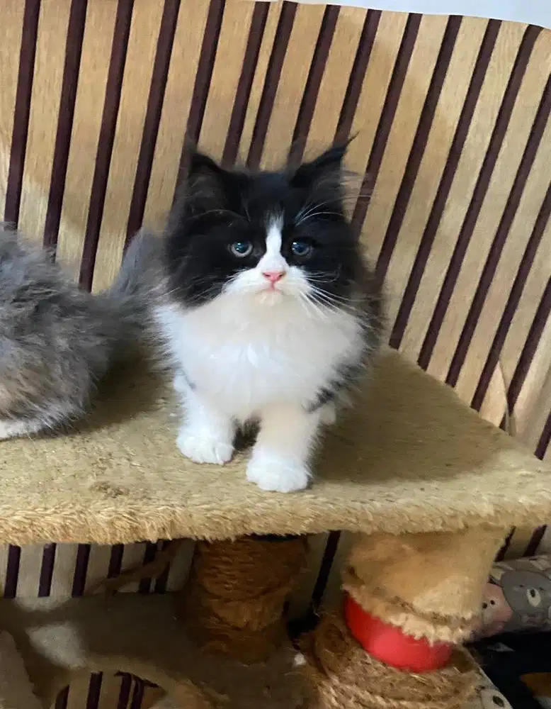 Kucing persia black white simetris