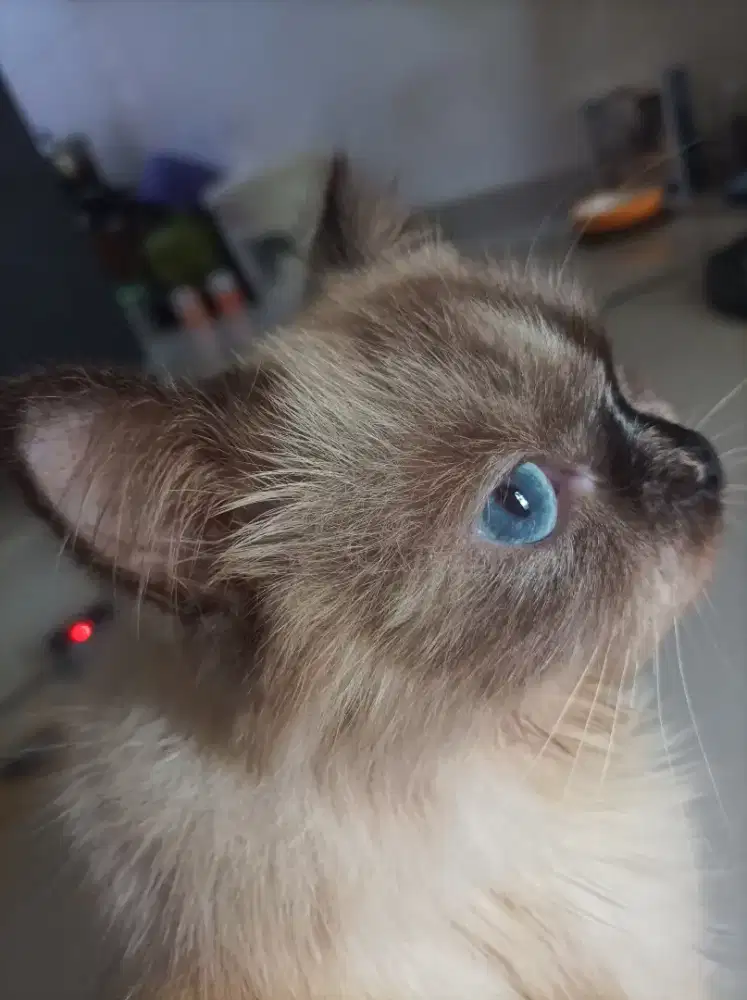 Indukan ragdoll Himalaya