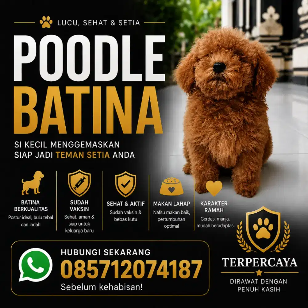 Toy poodle puppy