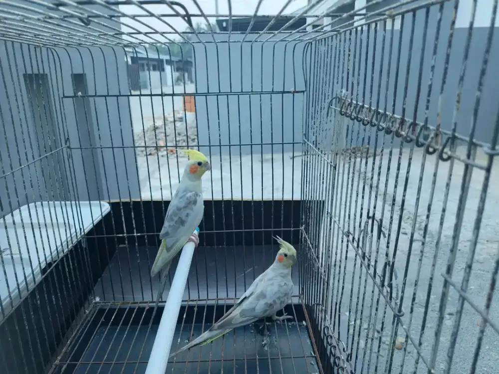 Burung Falk / Parkit Australi