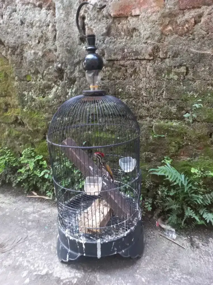 woodywodpeker gacor