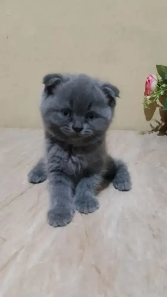 British Shorthair Blue and Black Scottish Fold