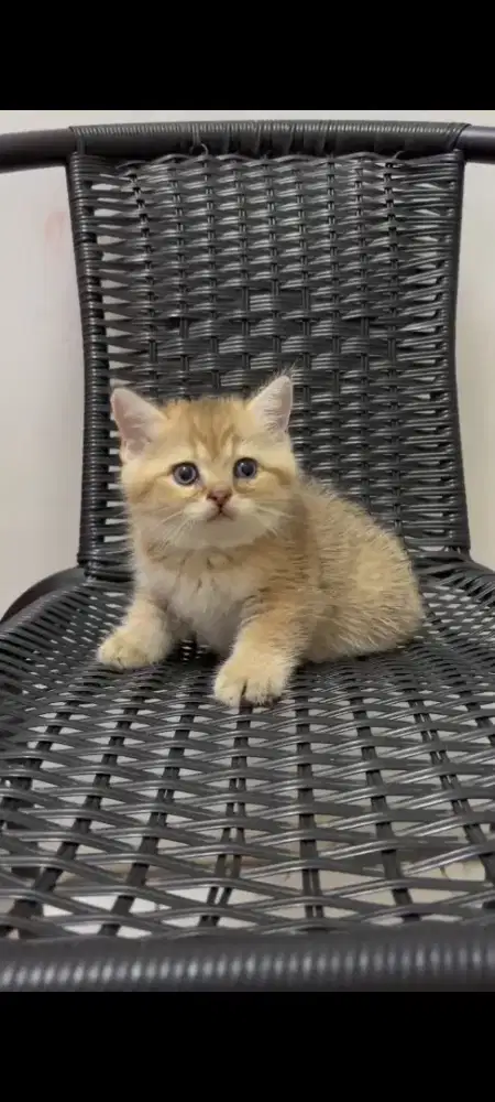 Kitten BSH Pure