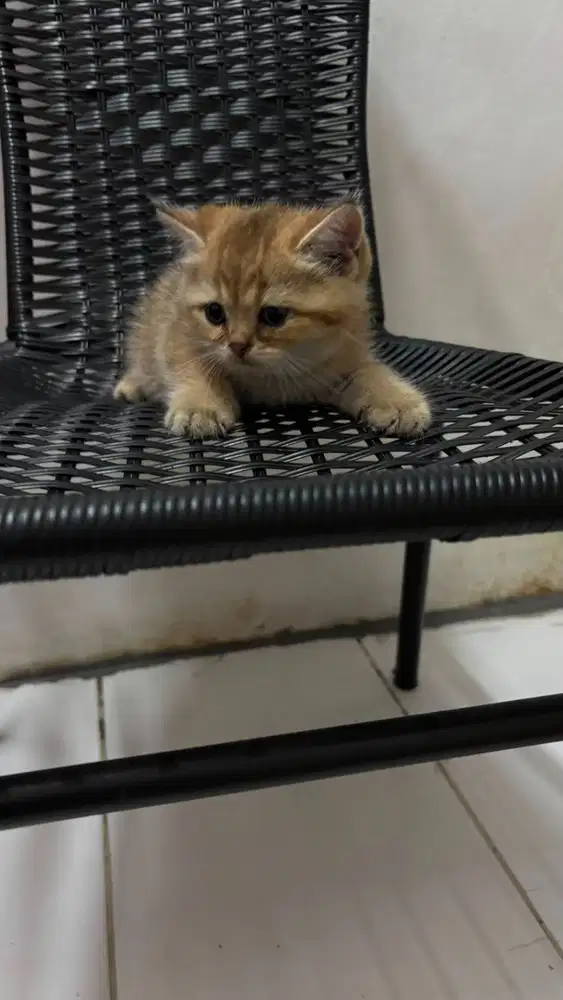 Kitten BSH Golden