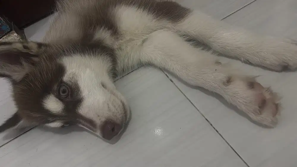 Anakan husky jantan