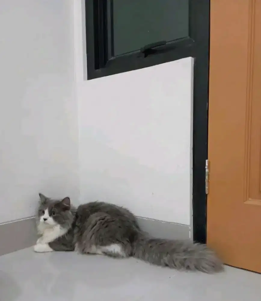 Persian  Bigbone Bicolour