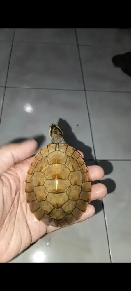 Kura kura damer bukan brazil dada merah