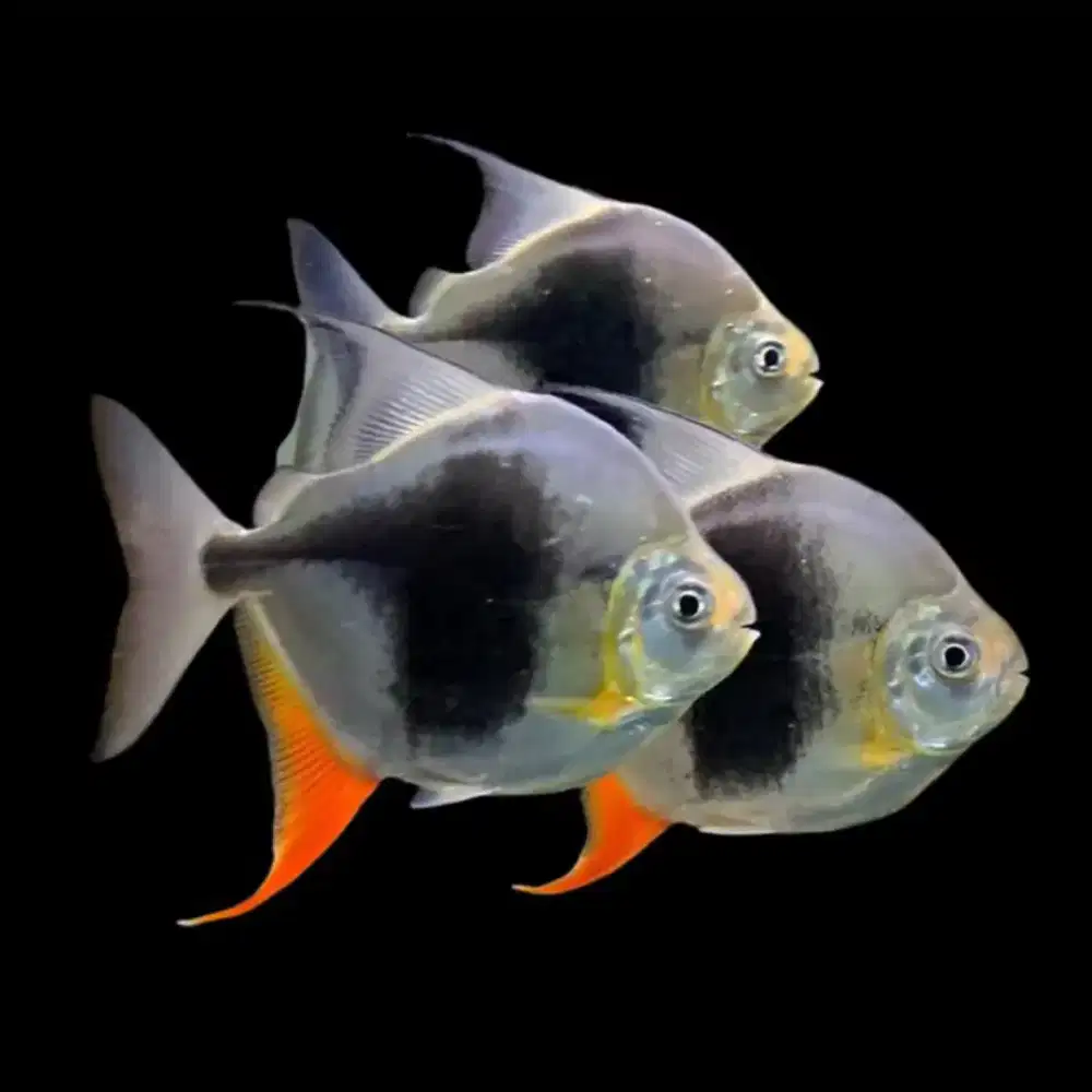 IKAN HIAS MYLEUS SP BLACKBERRY