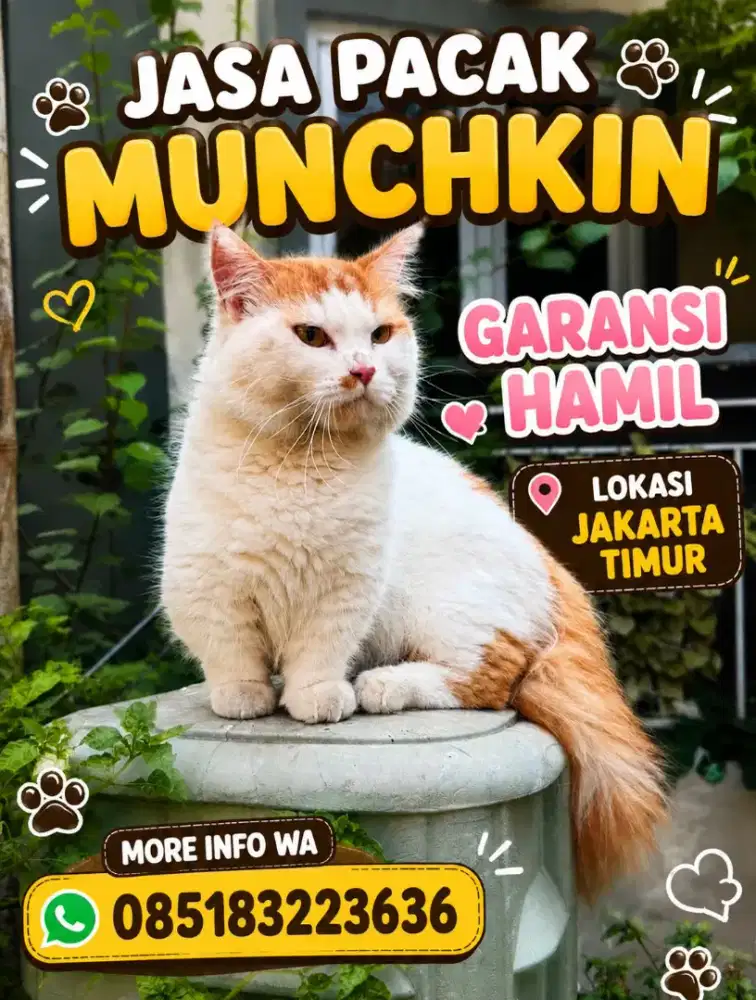 Munchkin (jasapacakkucing)