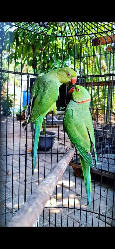 Indian ringneck