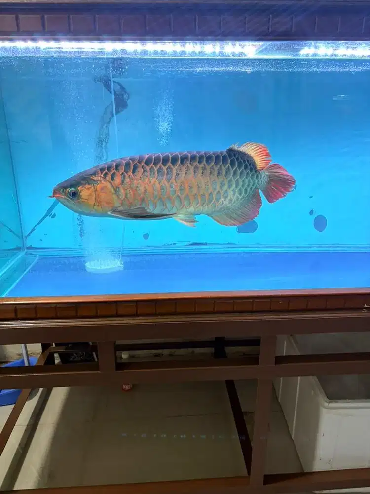 Ikan arwana super red