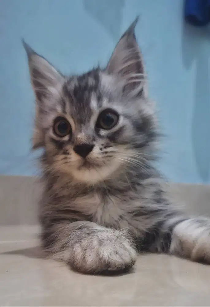 Mainecoon Mix Persia Kitten Jantan / Adopsi