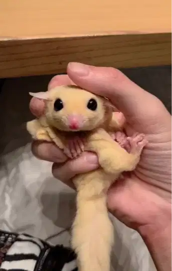 Jual Cepat! Sugar Glider SG 4 Bulanan Nego sampai jadi!