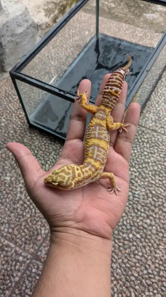 LEOPARD GECKO TREMPER PANDORA ADULT MALE