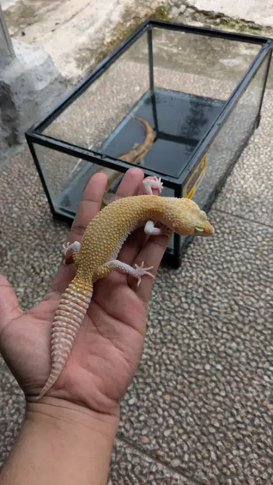 LEOPARD GECKO WY MST ADULT